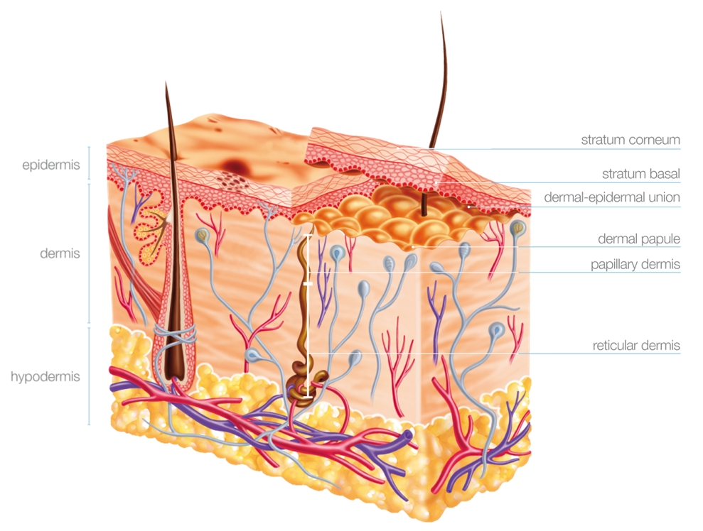 mesopeel